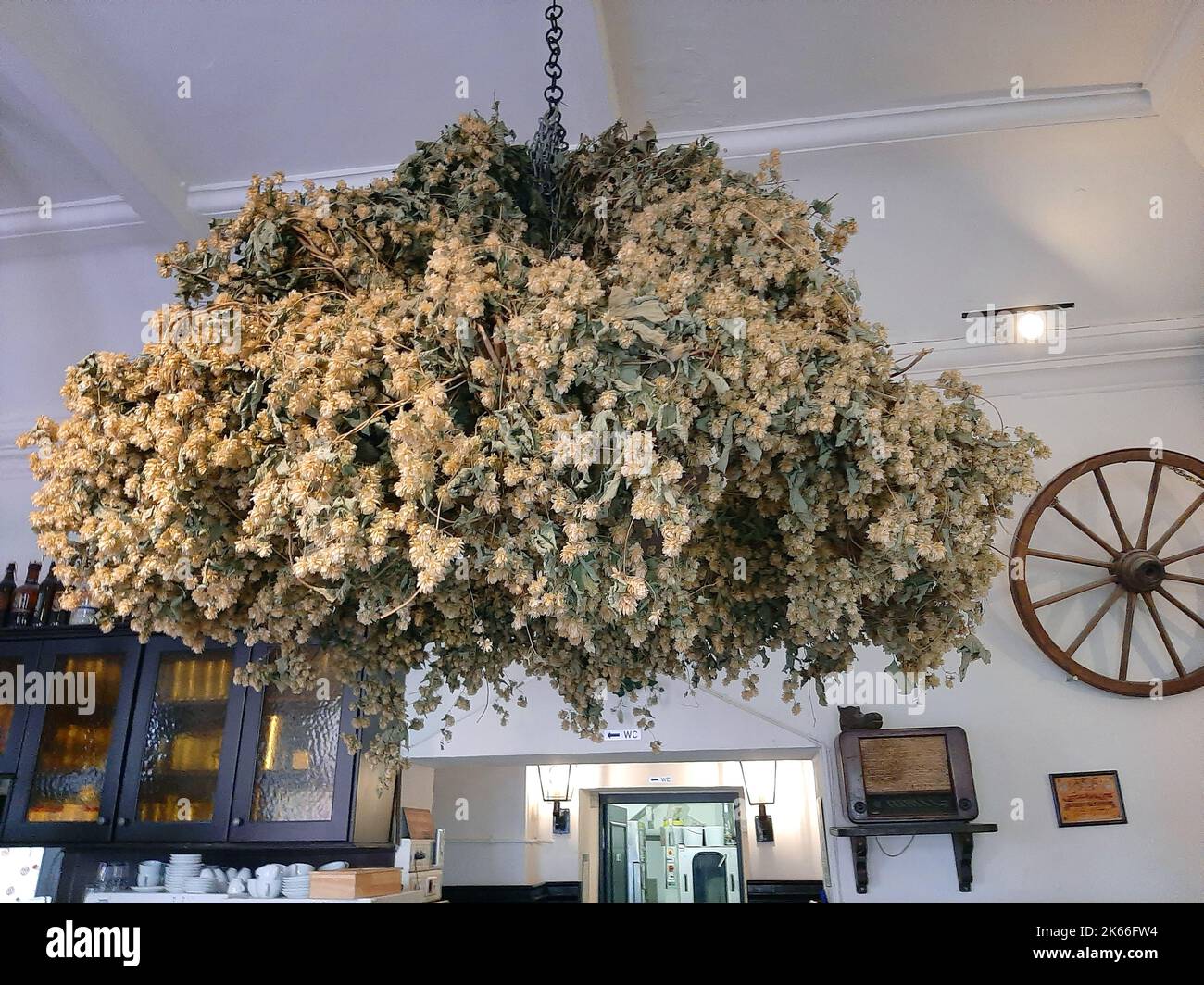 common hop (Humulus lupulus), hop wreath for decoration in a beer tavern, Germany Stock Photo