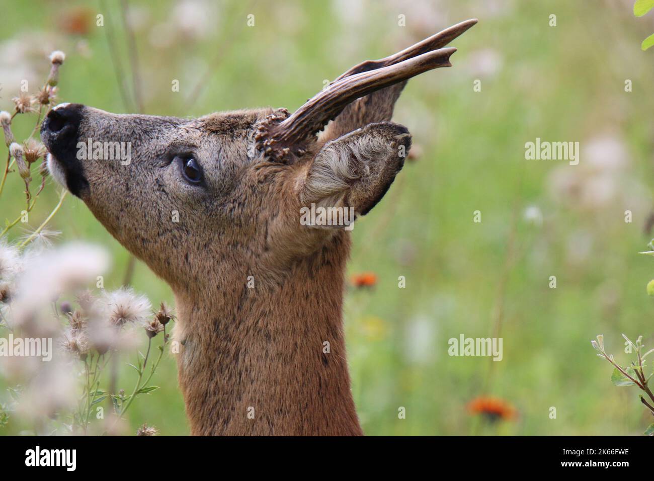 roe deer (Capreolus capreolus), bock raising his head in front of thistle fruit, Germany Stock Photo