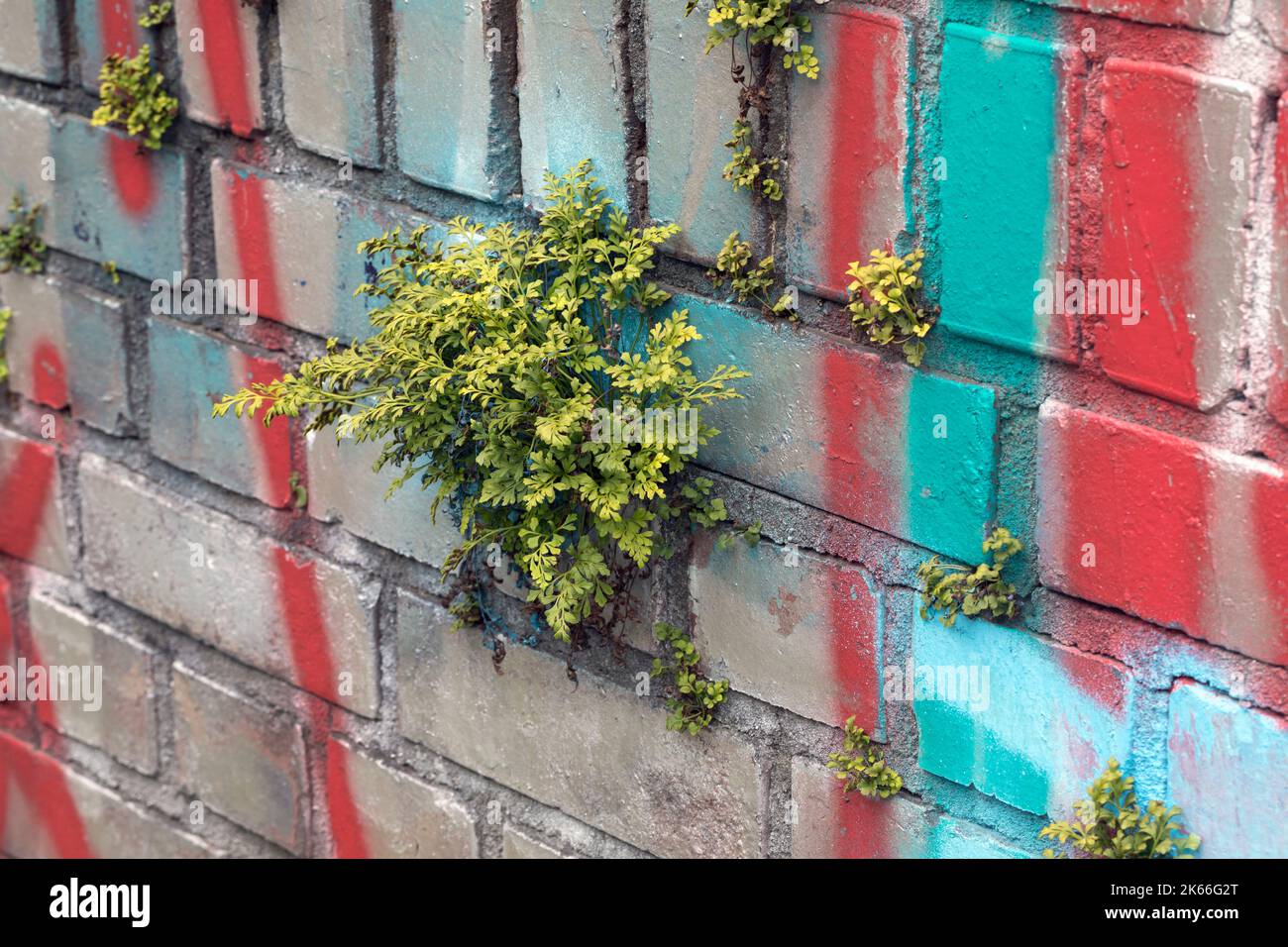 Wallrue spleenwort (Asplenium ruta-muraria), growing at a wall, Germany Stock Photo