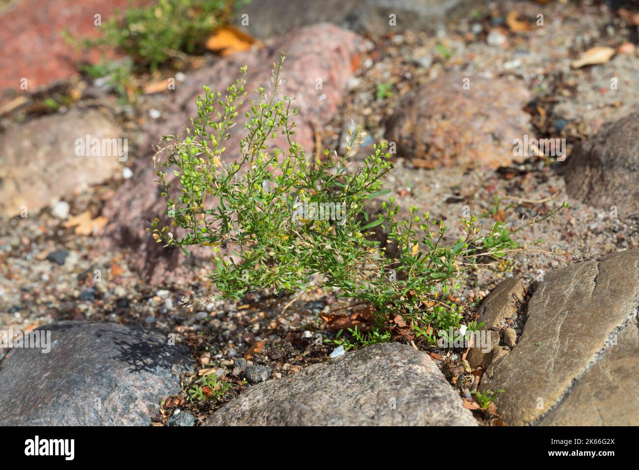 narrowleaf pepperweed, narrow-leaved pepperwort, peppergrass (Lepidium ruderale), grows in paving gaps, Germany Stock Photo