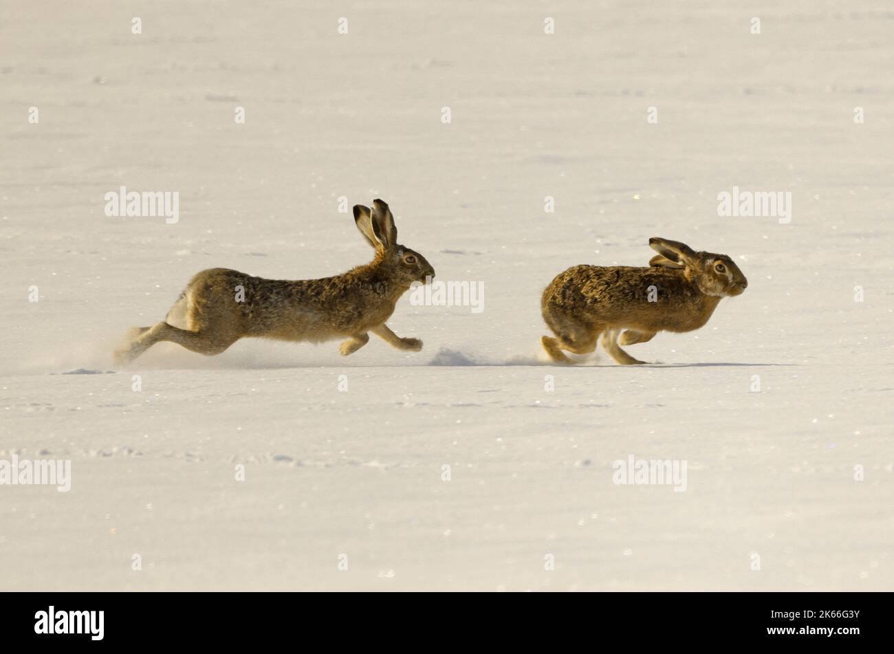 European hare, Brown hare (Lepus europaeus), two brown hares chasing each other on a snow-covered field, side view, Germany Stock Photo