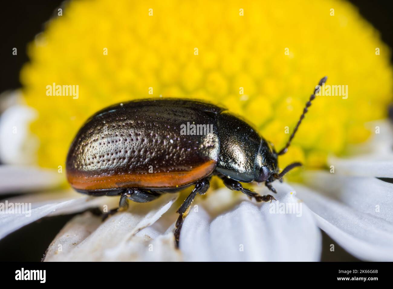 Leaf beetle, Leaf-beetle (Chrysolina marginata), sitting on an ox-eye daisy, side view, Germany Stock Photo
