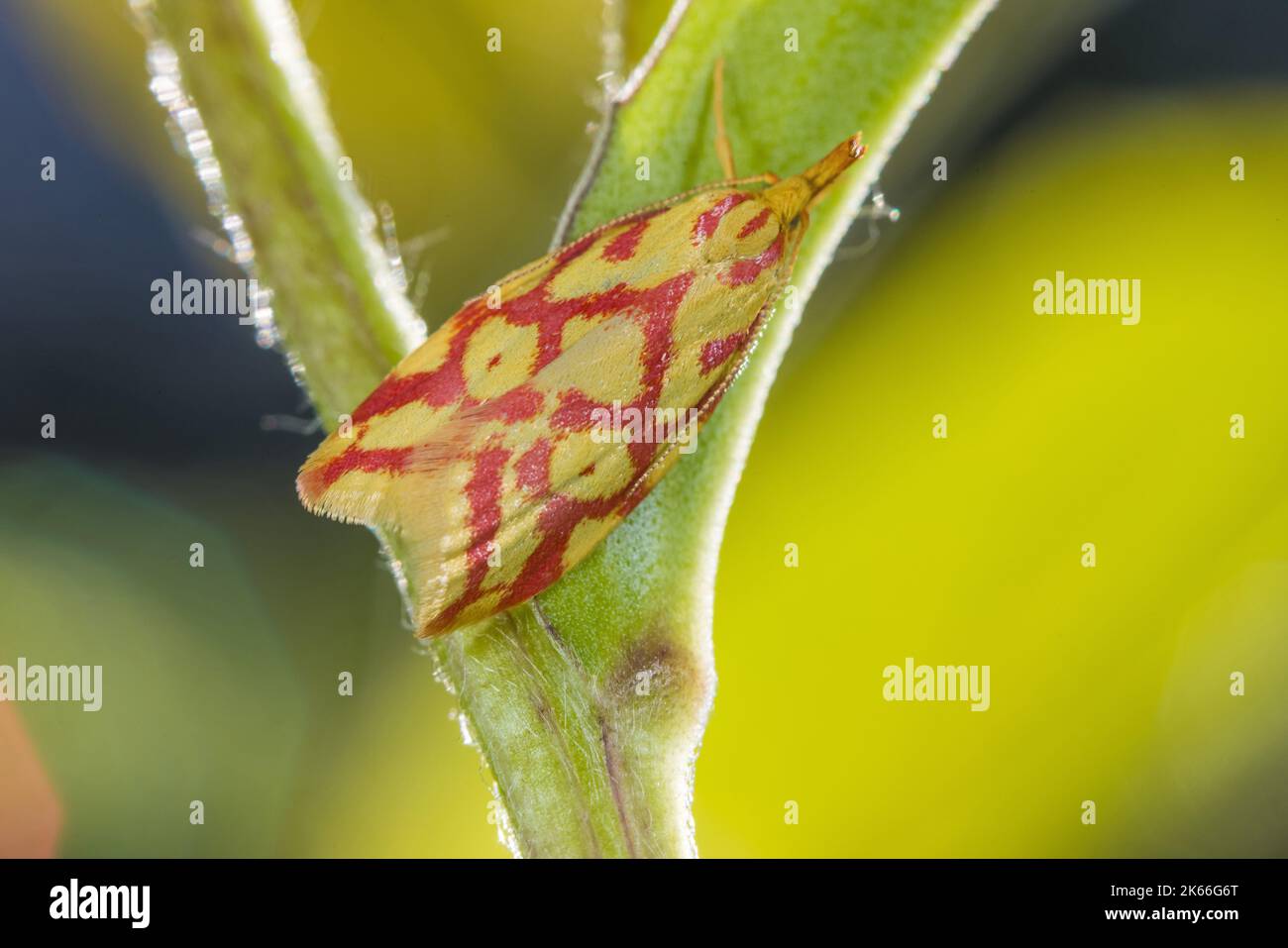 moth (Hypercallia citrinalis), sitting at a stem, dorsal view, Germany Stock Photo