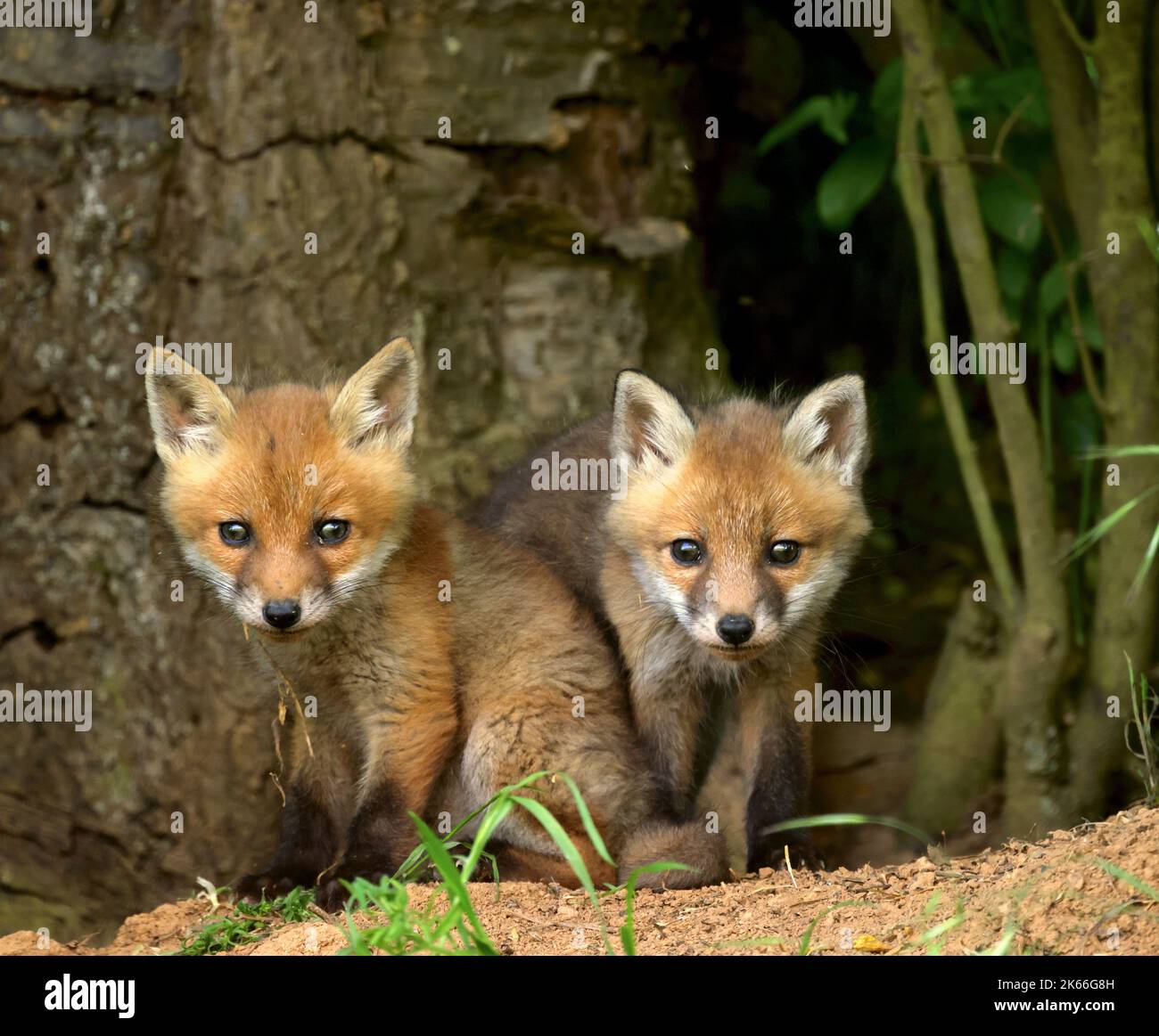 red fox (Vulpes vulpes), two fox cubs in front of the fox's den ...