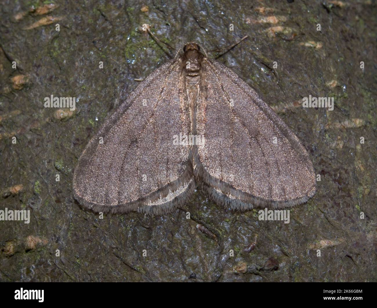 Geometer moth (Agriopis bajaria), sits on bark, Germany Stock Photo