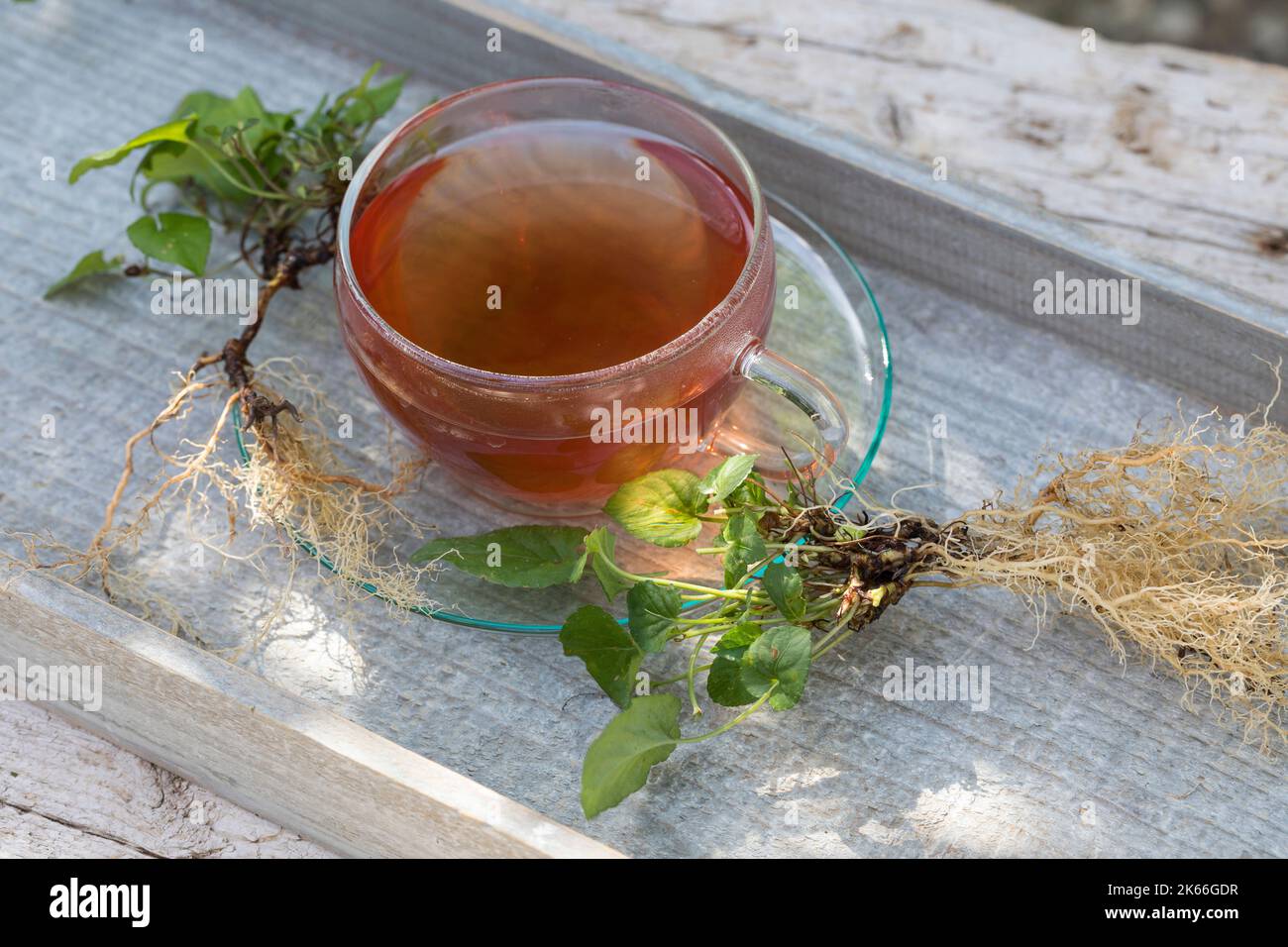 Native tea hi-res stock photography and images - Alamy