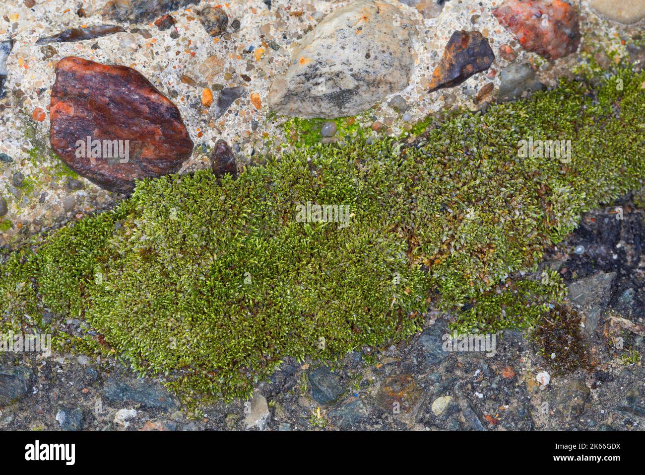 silvergreen bryum moss, silvery thread moss (Bryum argenteum), growing in the gaps concrete coping slabs, Germany Stock Photo