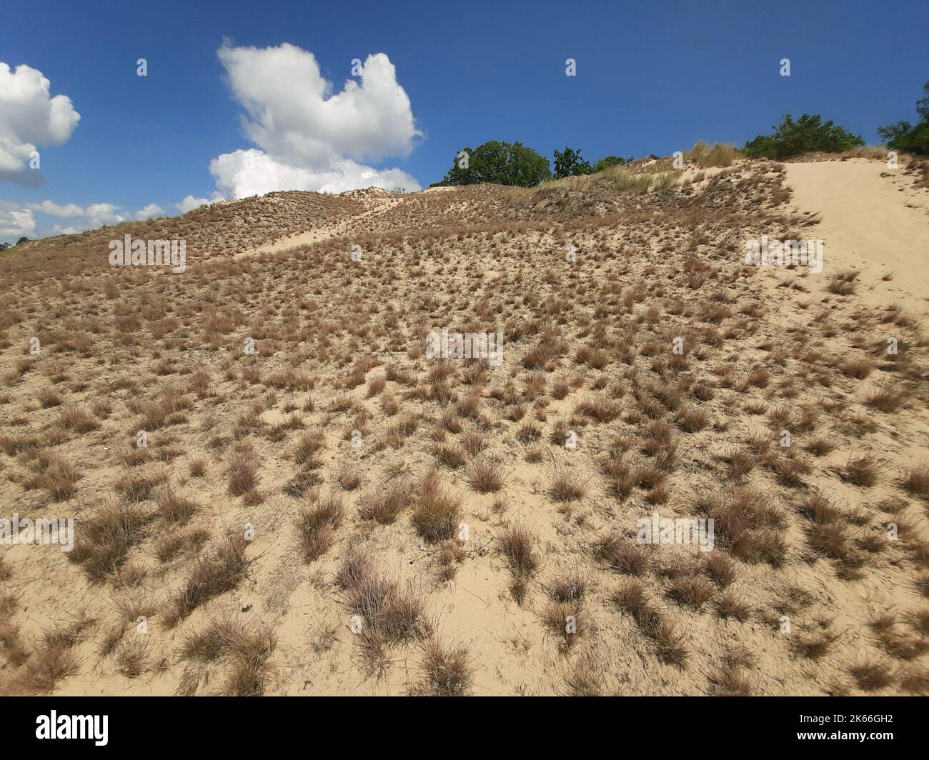 grey hair-grass (Corynephorus canescens), inland dune with grey hair-grass, Germany, Brandenburg Stock Photo