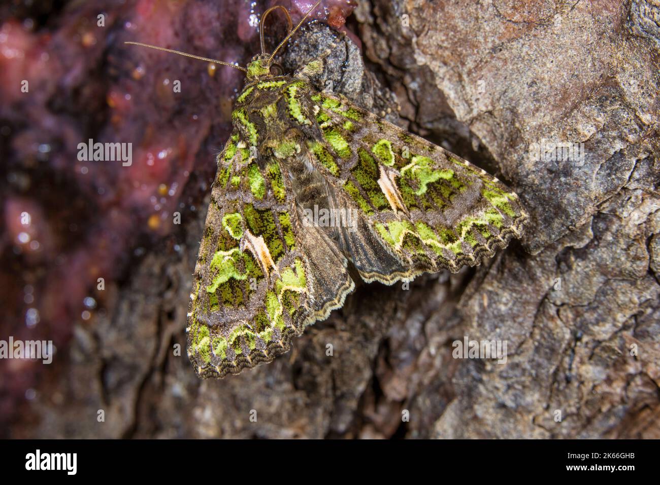 Orache moth (Trachea atriplicis), sitting at bark, dorsal view, Germany Stock Photo
