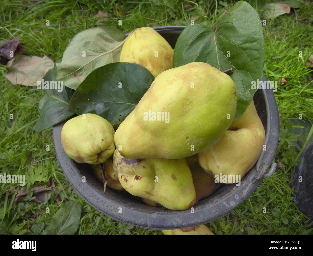 common quince (Cydonia oblonga), bucket with picked pear quinces and