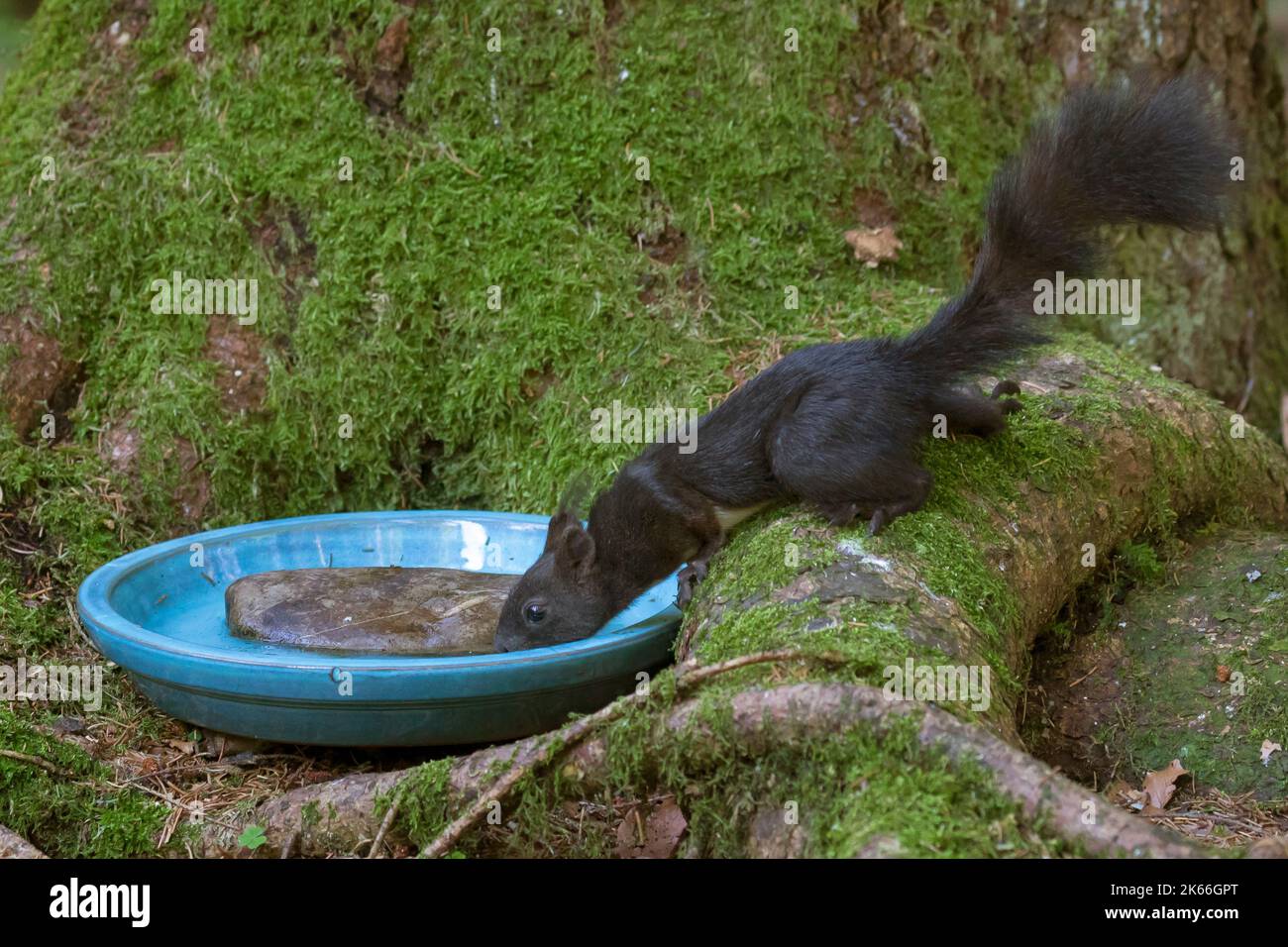 Root Squirrel European red squirrel, Eurasian red squirrel (Sciurus vulgaris ...