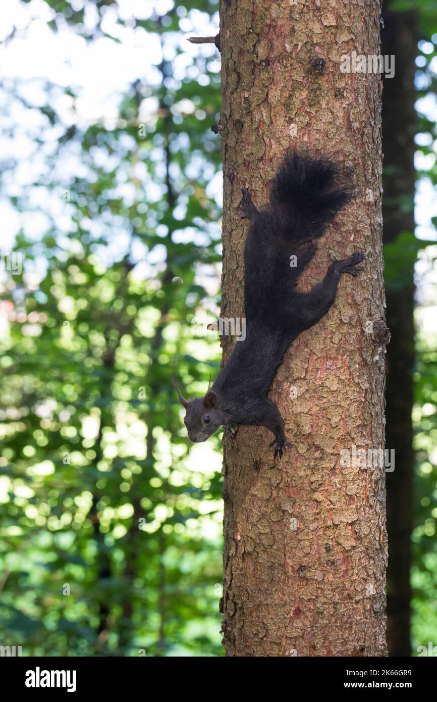 European red squirrel, Eurasian red squirrel (Sciurus vulgaris