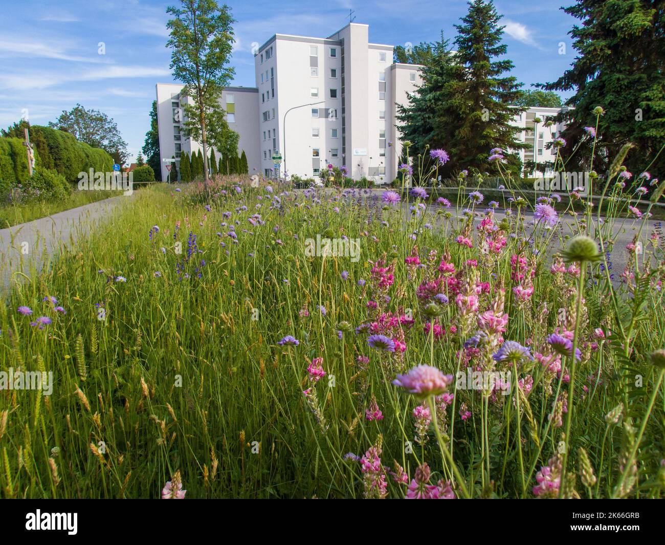 common sainfoin (Onobrychis viciifolia), sowed wildflower strip with