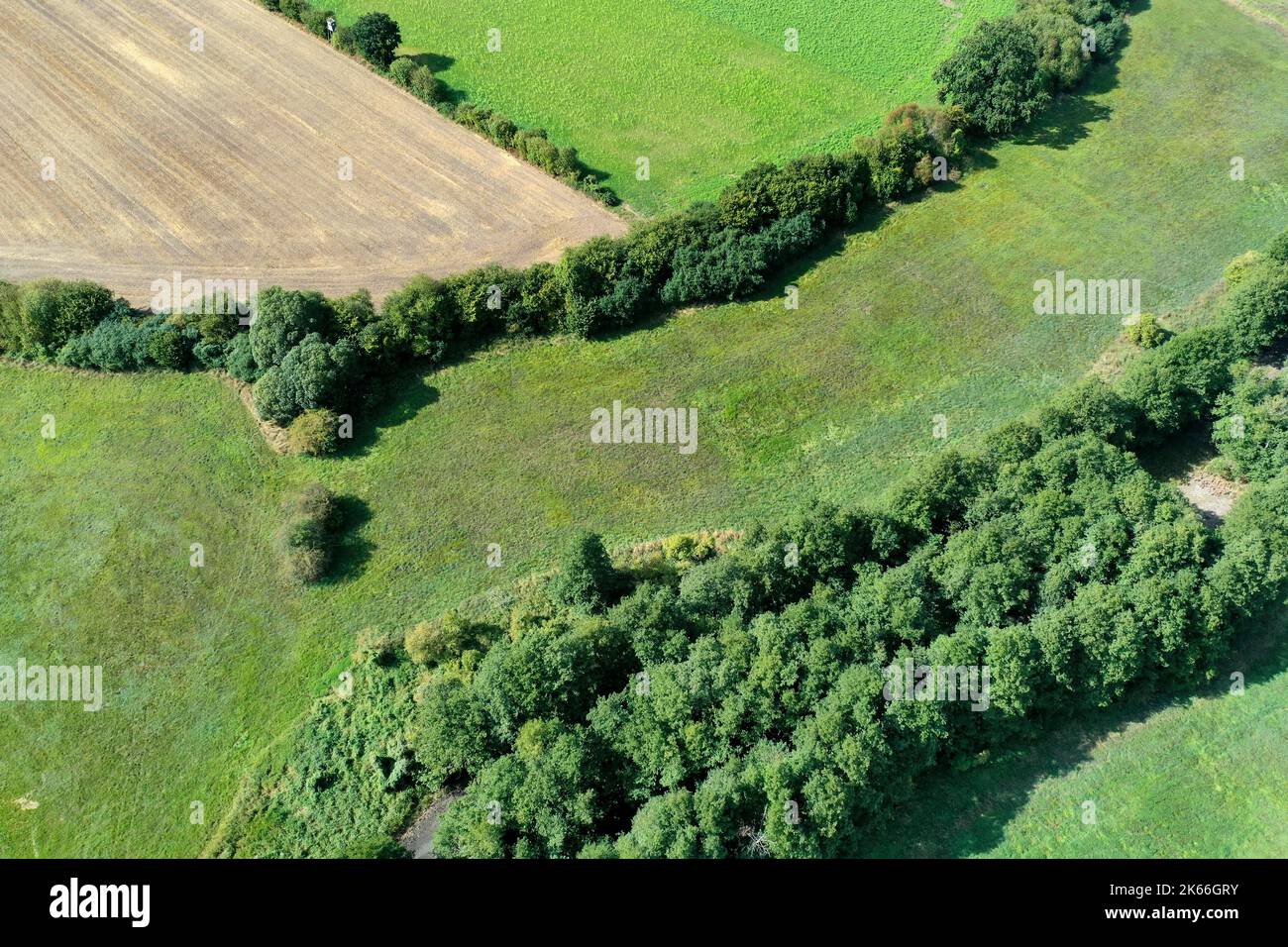 conservation project stone pit meadows at the forest Luebeck, grassland in early autumn after dry summer, aerial view, Germany, Schleswig-Holstein, Stock Photo