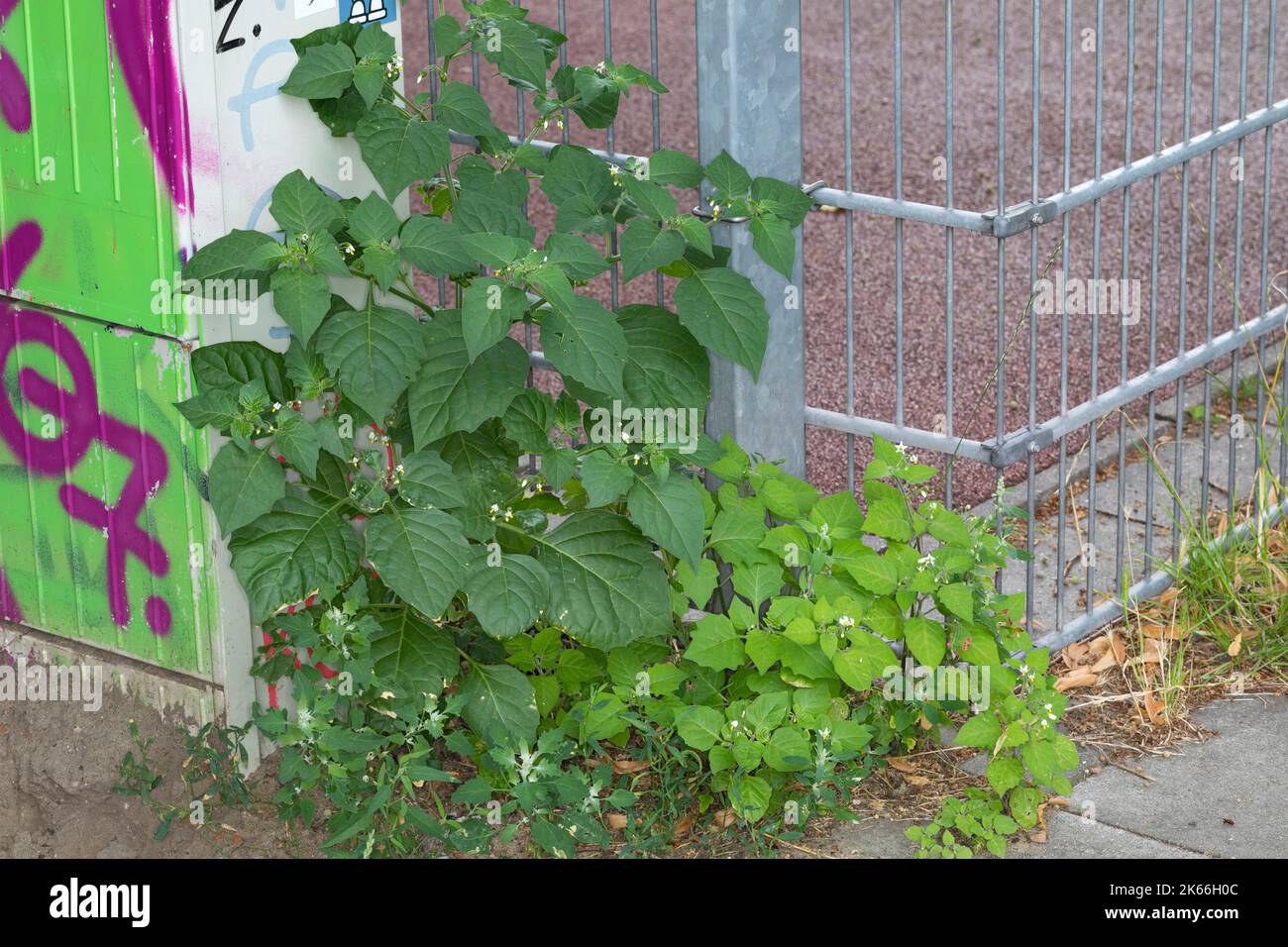 Common nightshade, Black nightshade (Solanum nigrum), growing in pavement gaps at a fence, Germany Stock Photo