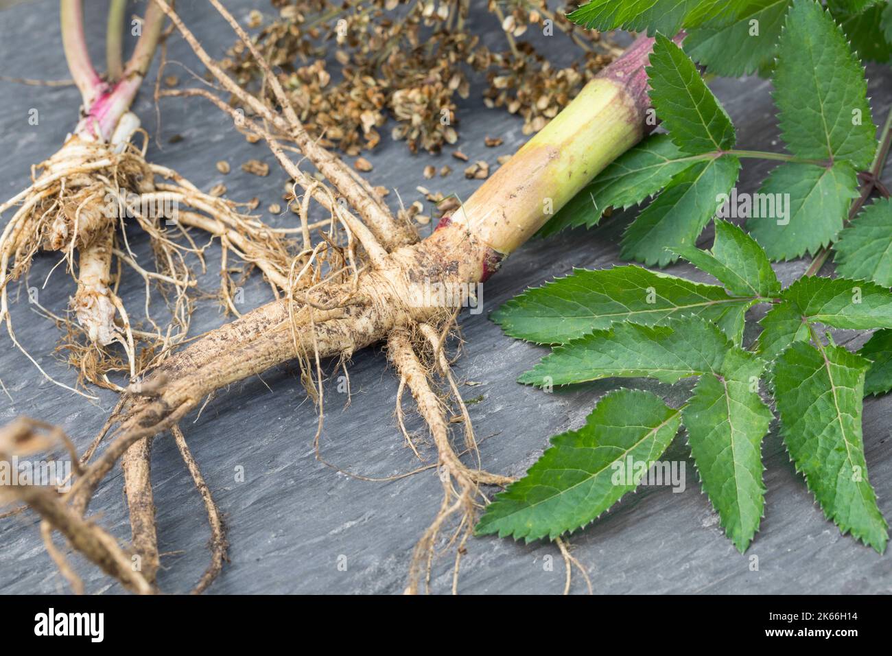 Wild angelica (Angelica sylvestris), collected roots with leaf and fruits, Germany Stock Photo