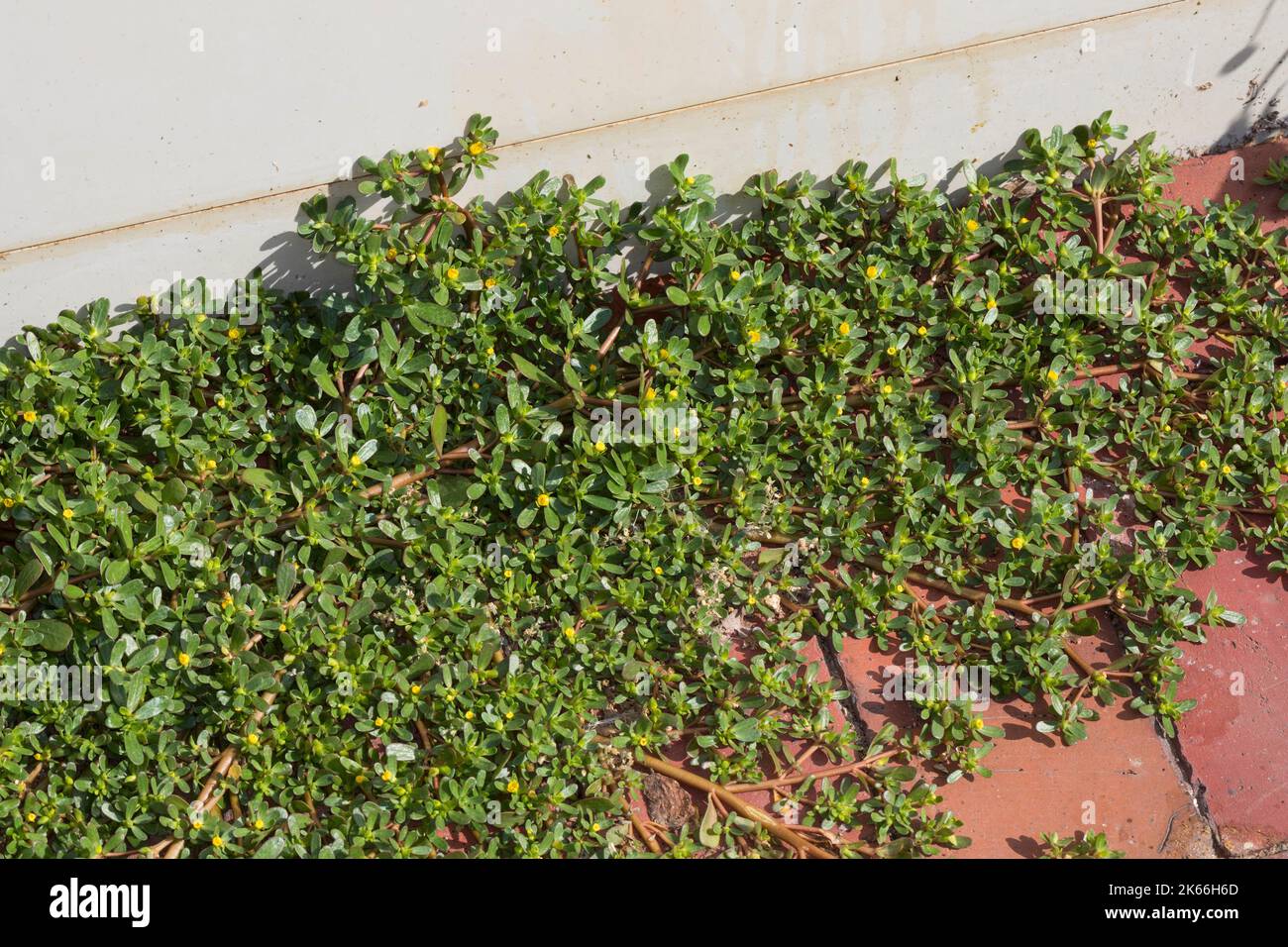 common purslane, green purslane (Portulaca oleracea), growing in paving gaps, Germany Stock Photo