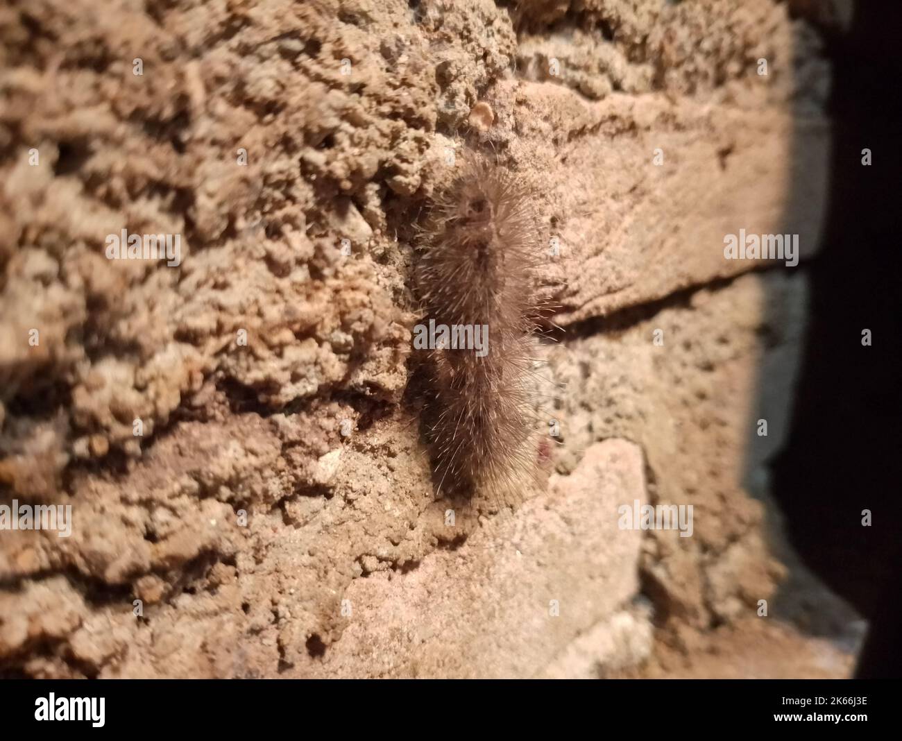 A bag-shelter moth ( Ochrogaster lunifer) or processionary caterpillar ...