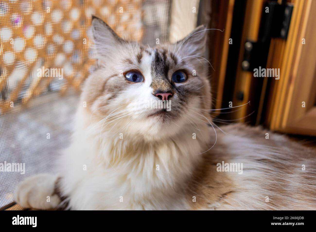 Female cat enjoying her life with her human companions. Concept of love