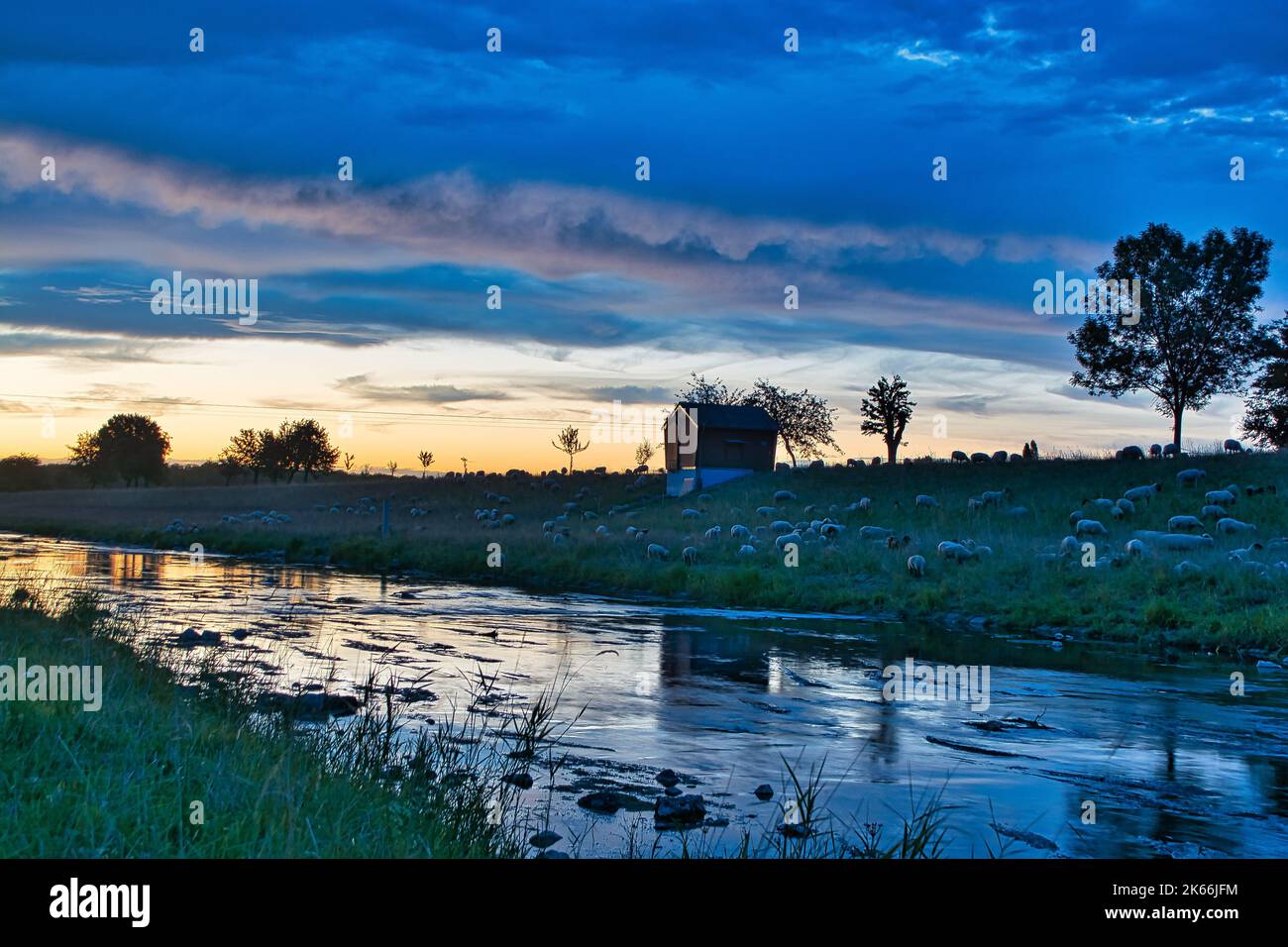 Herd of sheep on green meadow farm during dusk Stock Photo