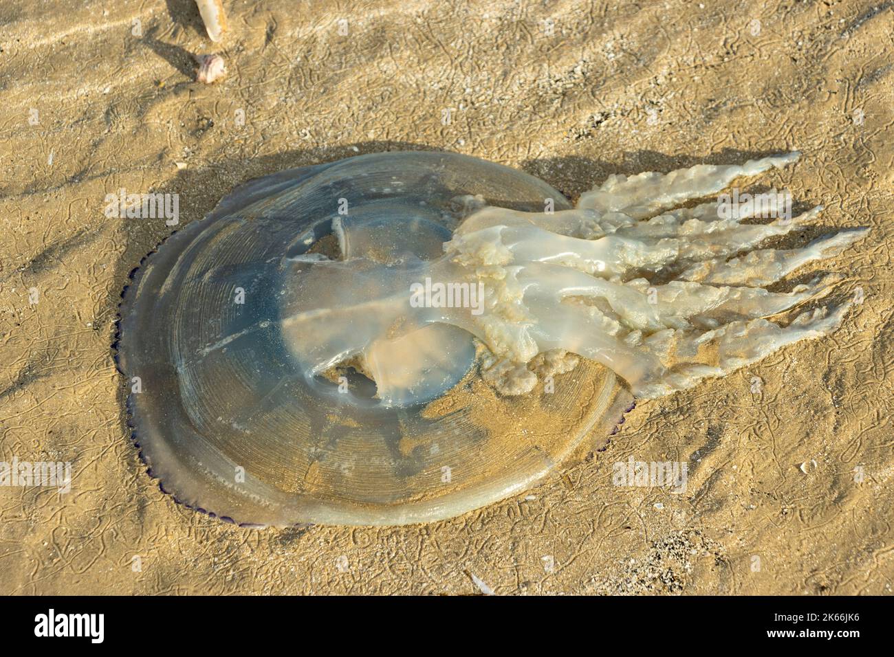 The Blue Jellyfish is a familiar jellyfish in UKs inshore seas. They normally get stranded in spring and early summer but in 2022 many were in autumn Stock Photo