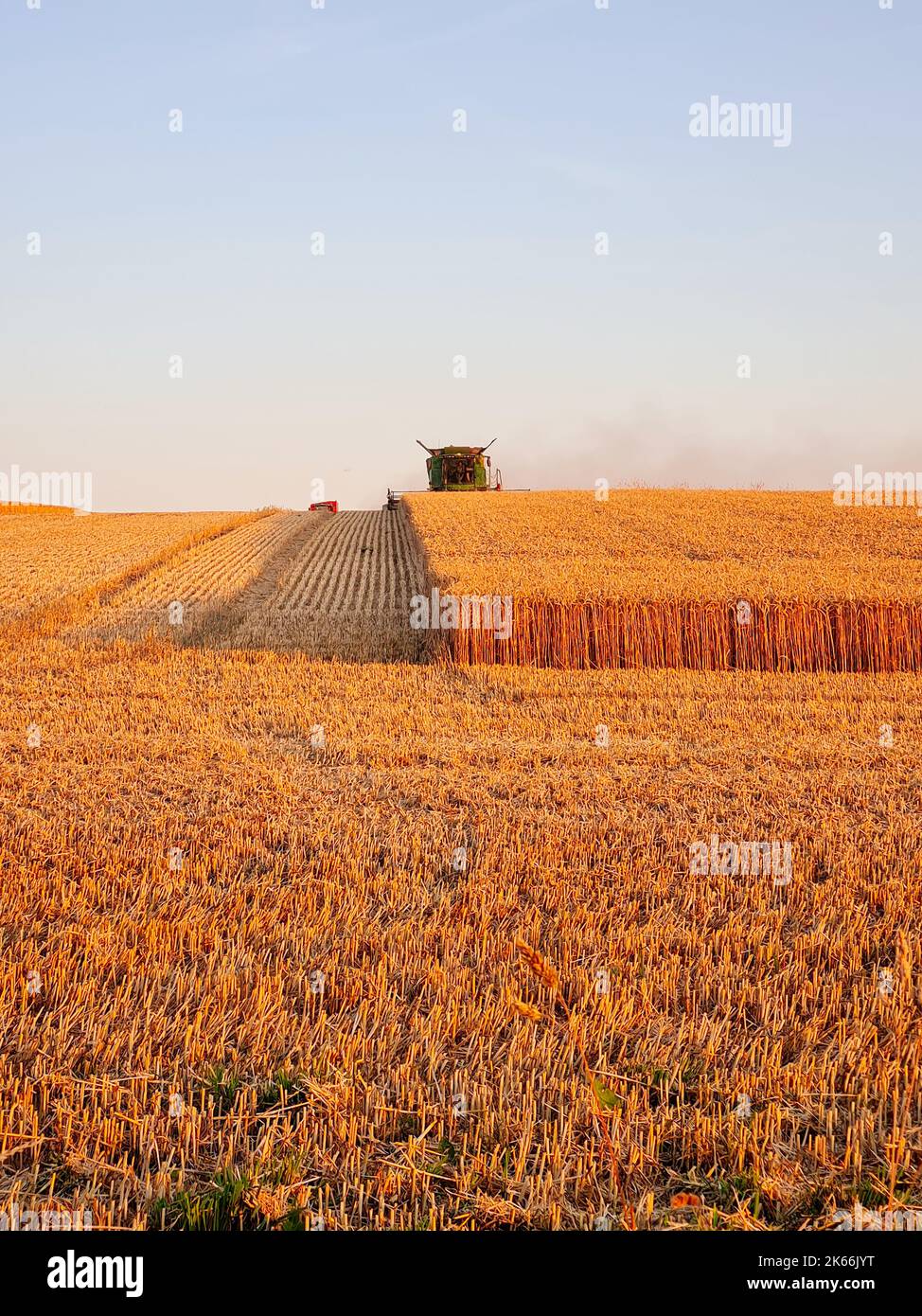Harvesting combine working on the field of wheat at sunset time, modern