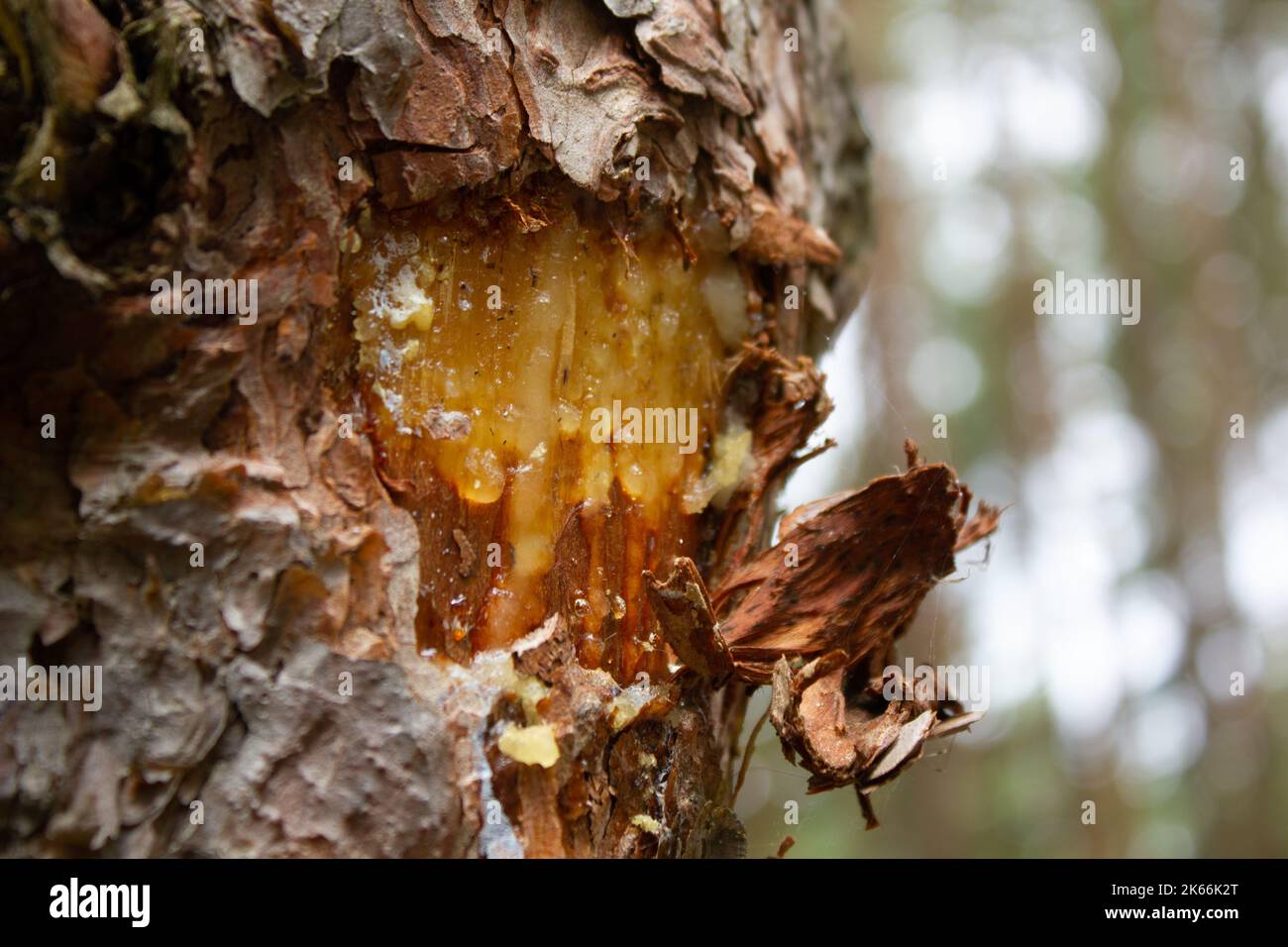 A closeup of a chunk out of a tree with tree sap seeping through the ...