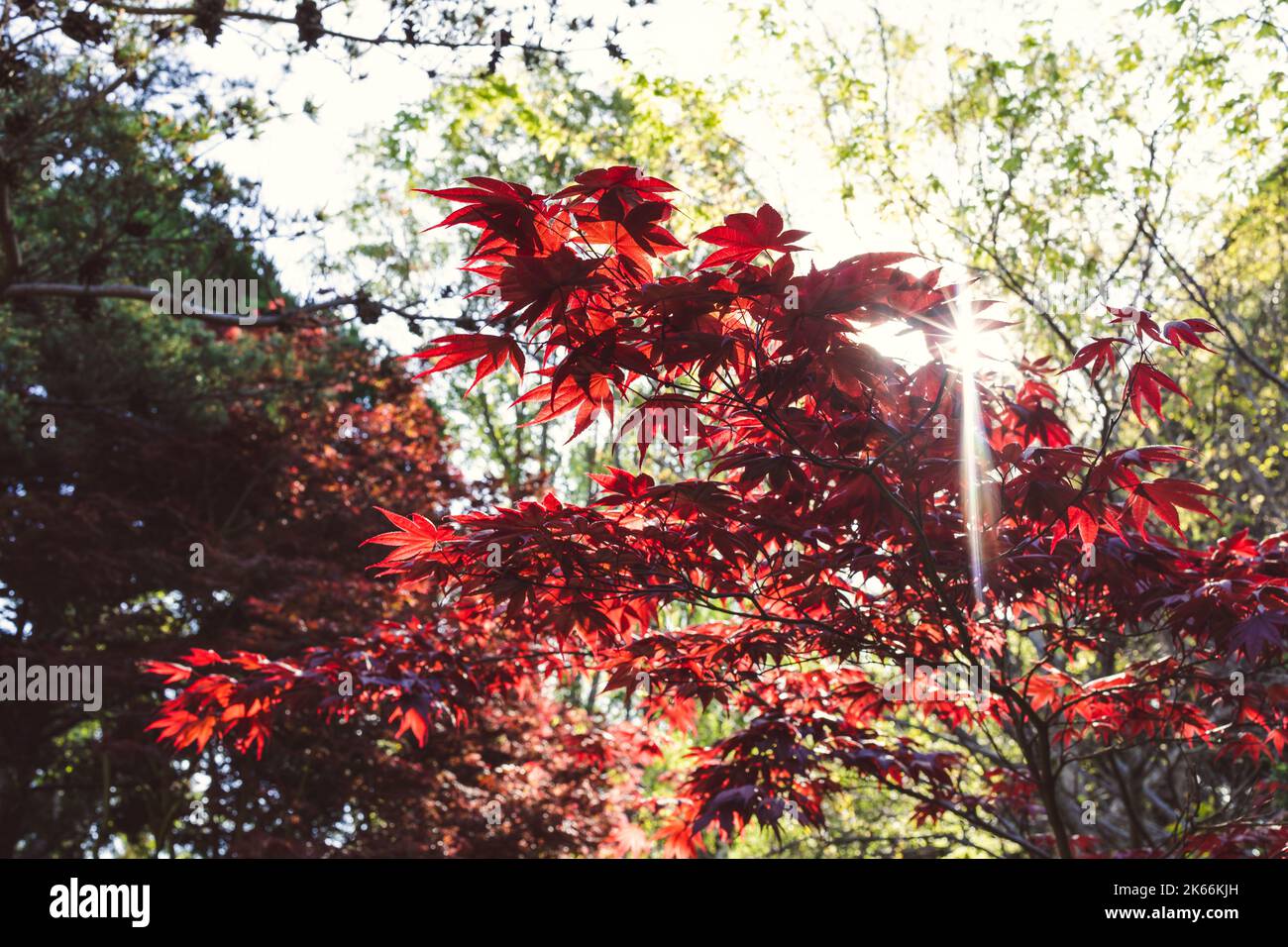 red Japanese maple tree outdoor in sunny backyard, closeup shot at