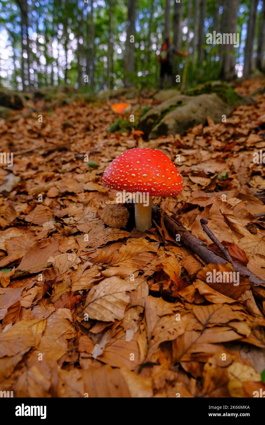 fly mushroom closeup in autumn forest across the fallen yellow leaves and tree trunk. Fall nature Stock Photo