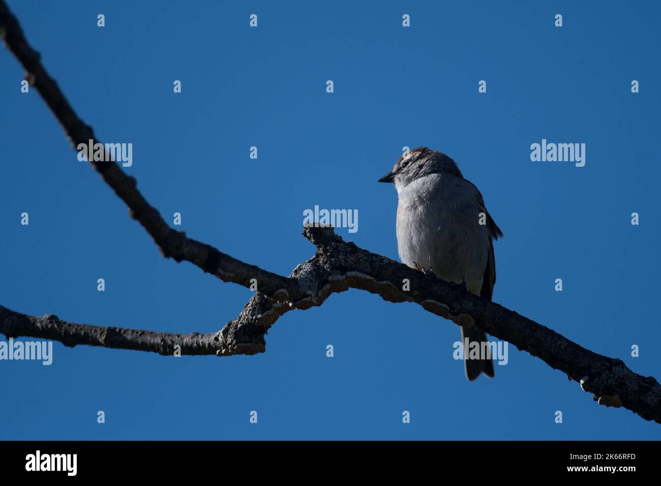 Chipping Sparrow perched on a branch with blue sky background Stock Photo