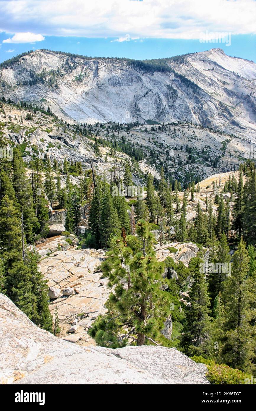 View on pine trees at  Yosemite National Park, USA Stock Photo