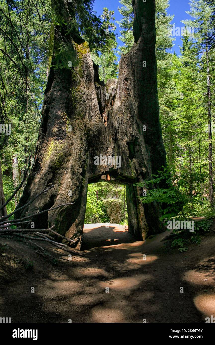 The Tunnel Tree, a Dirt road and hole cut into the trunk of a massive Sequoia on Tuolumne Grove Trail - Yosemite National Park Stock Photo