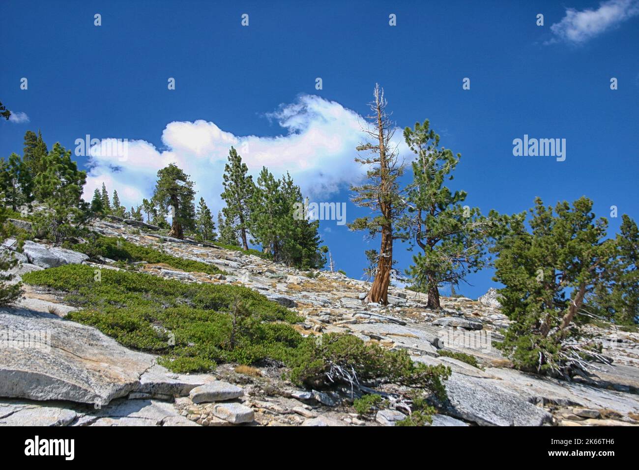 Pine trees near Mountain side road, Yosemite National Park, USA Stock Photo