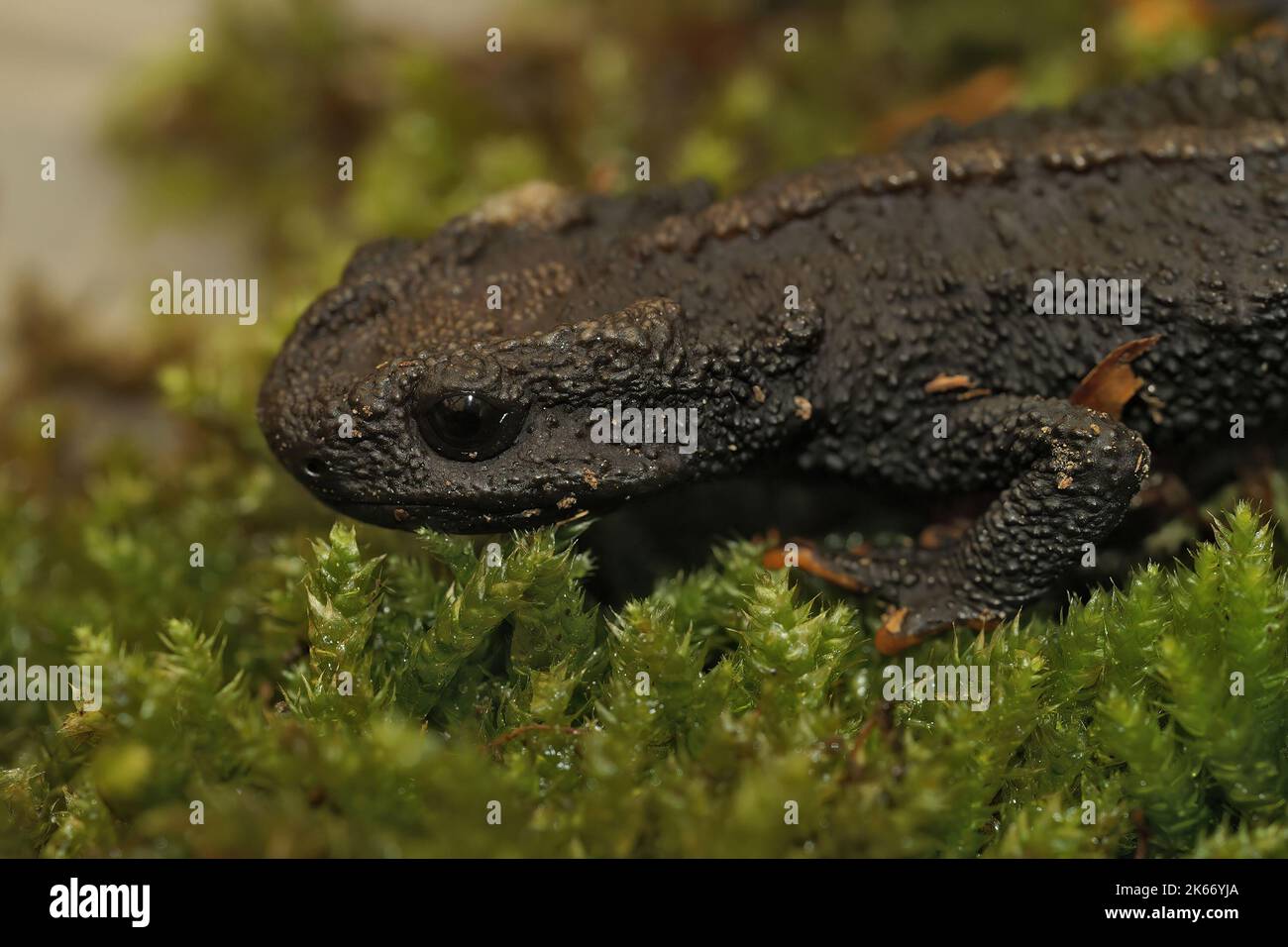 Closeup on a rare, endangered adult female Chinese Wenxian Knobby Newt