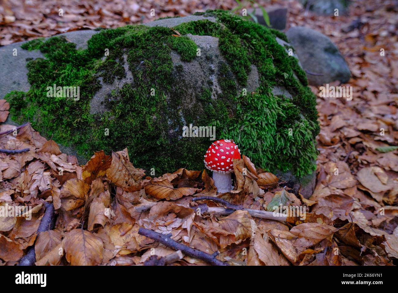 fly mushroom closeup in autumn forest across the fallen yellow leaves, rock in moss. Fall nature background Stock Photo