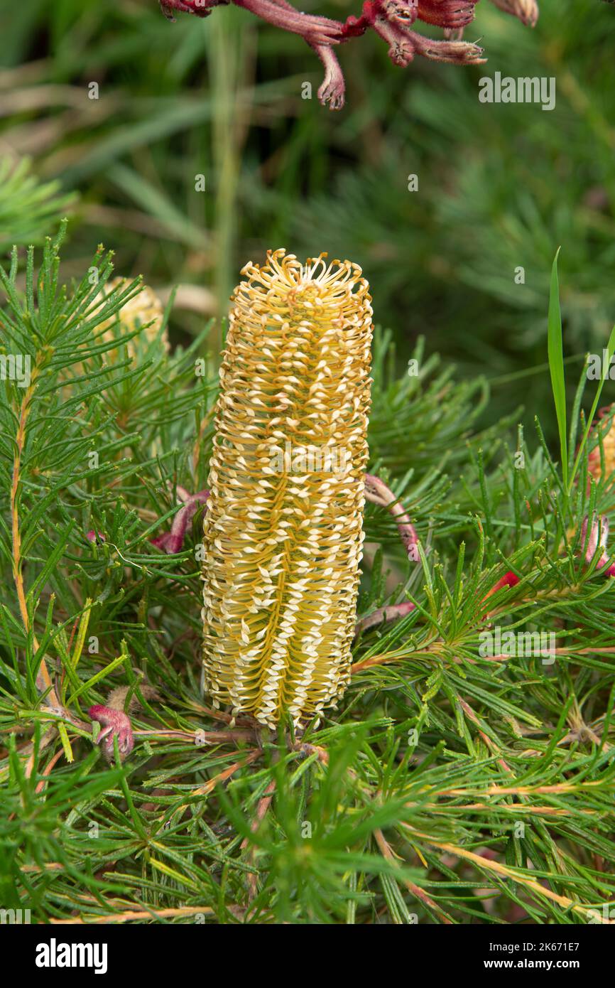 Australian Honeysuckle Banksia spinulosa "Birthday Candles Stock Photo