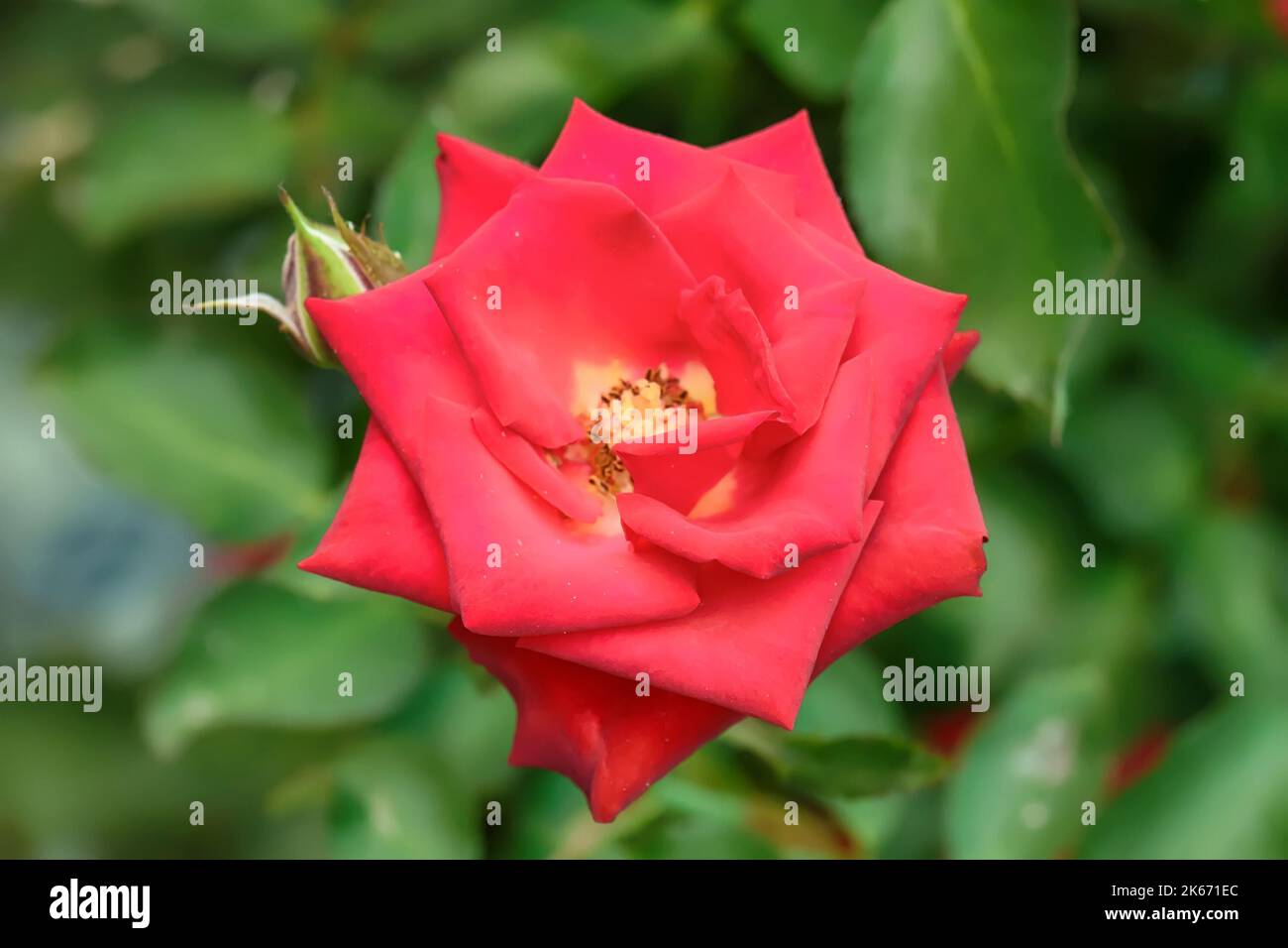 Rose in many colors and beautiful on a nature background. It is the ...