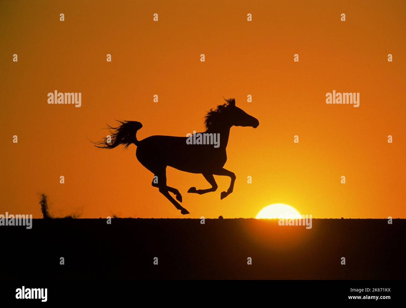 THE BLACK STALLION IN SUNSET, THE YOUNG BLACK STALLION, 2003 Stock Photo