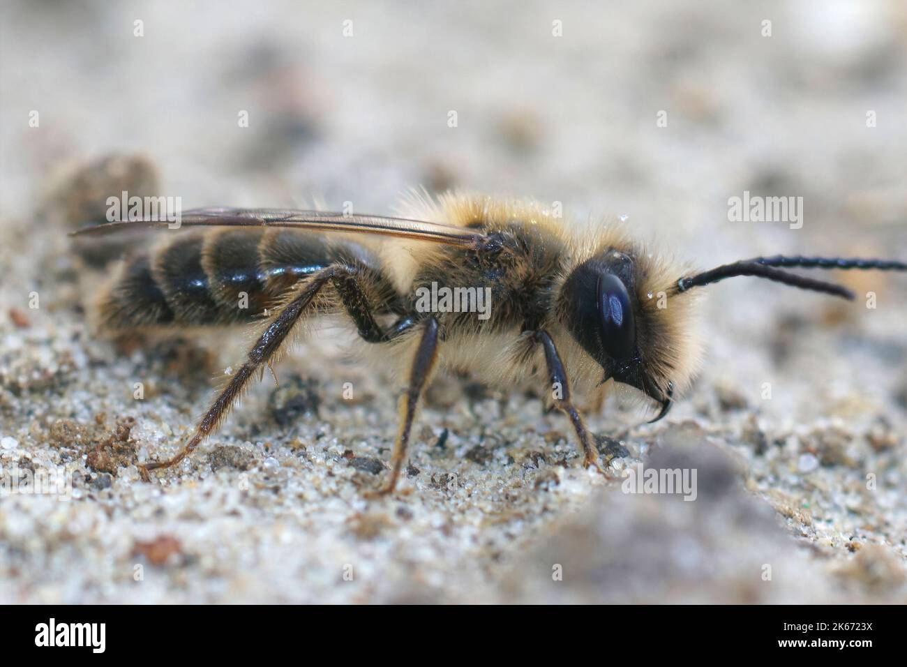 Detailed closeup on a male of the rare Trimmers mining bee, Andrena trimmerana Stock Photo