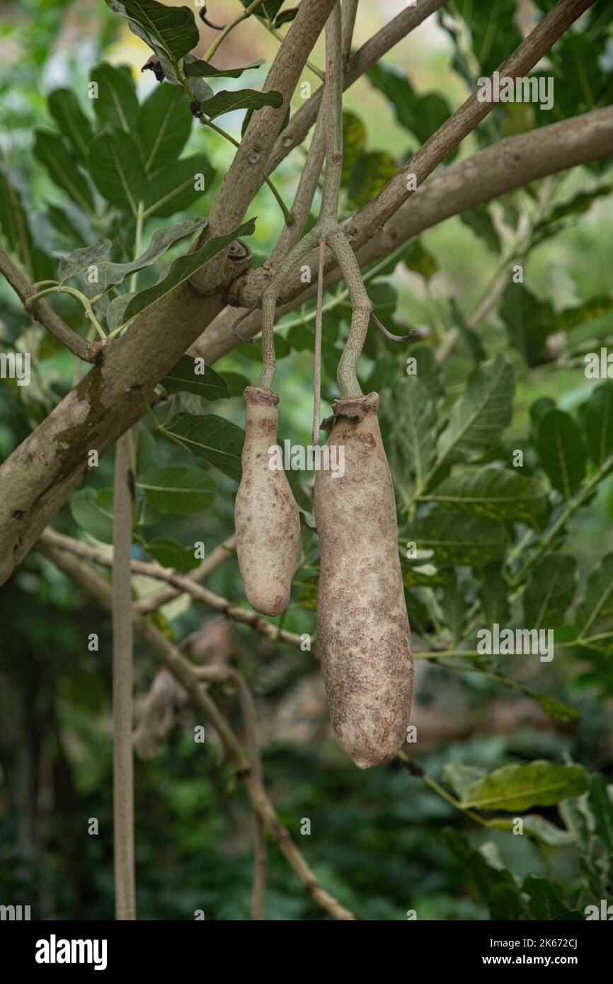 Sausage tree or Kigelia Africana with large fruit Stock Photo - Alamy