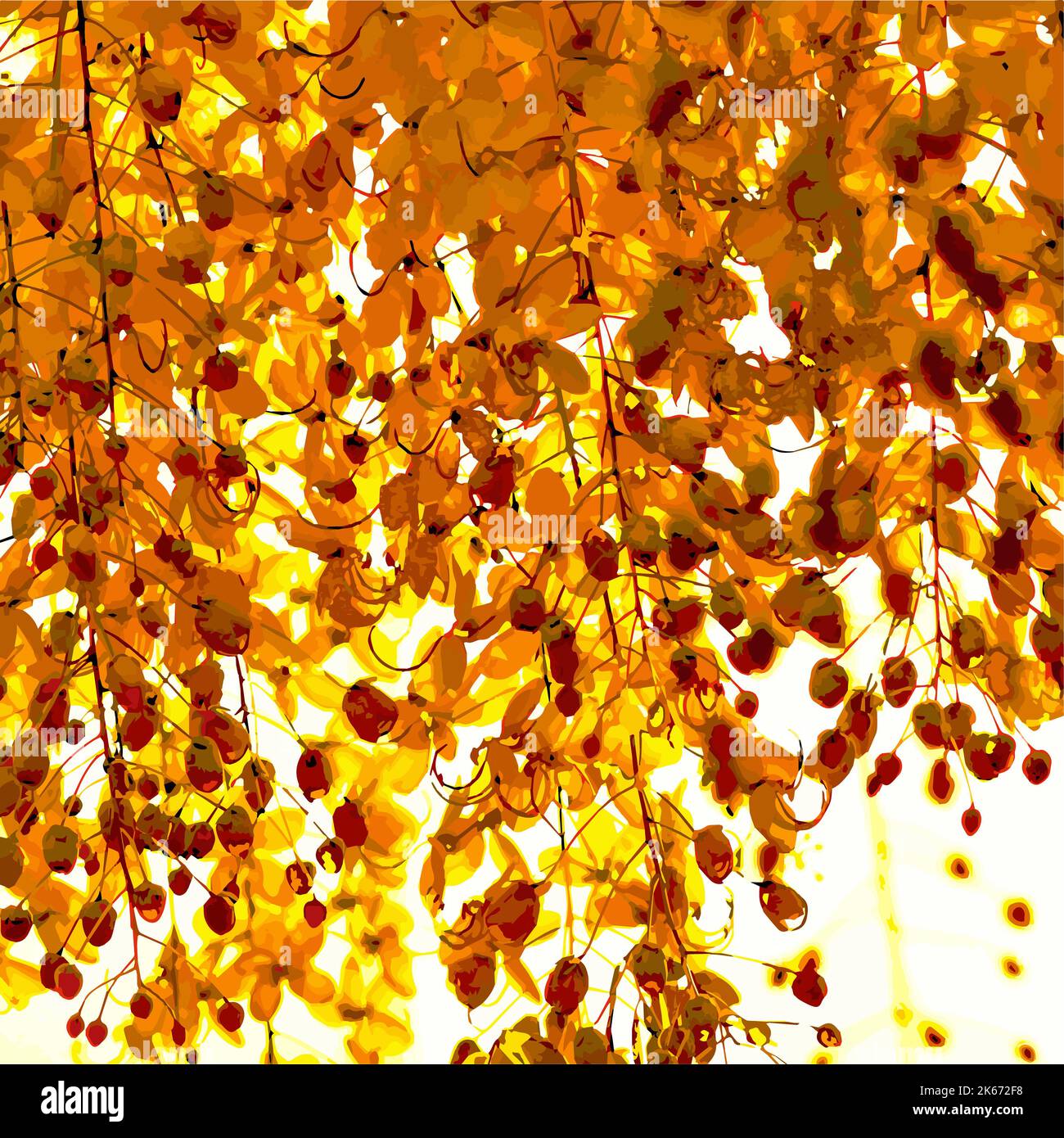 Yellow Ratchaphruek flowers The flowers are hanging down in a bunch