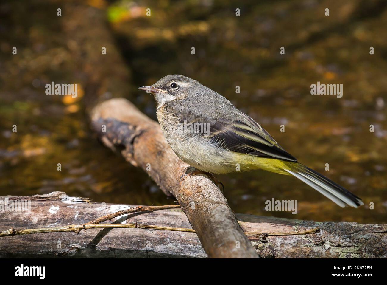 Side view of a wild UK grey wagtail bird (Motacilla cinerea) perching isolated on a branch over water, head tilted to the side, looking upwards. Stock Photo