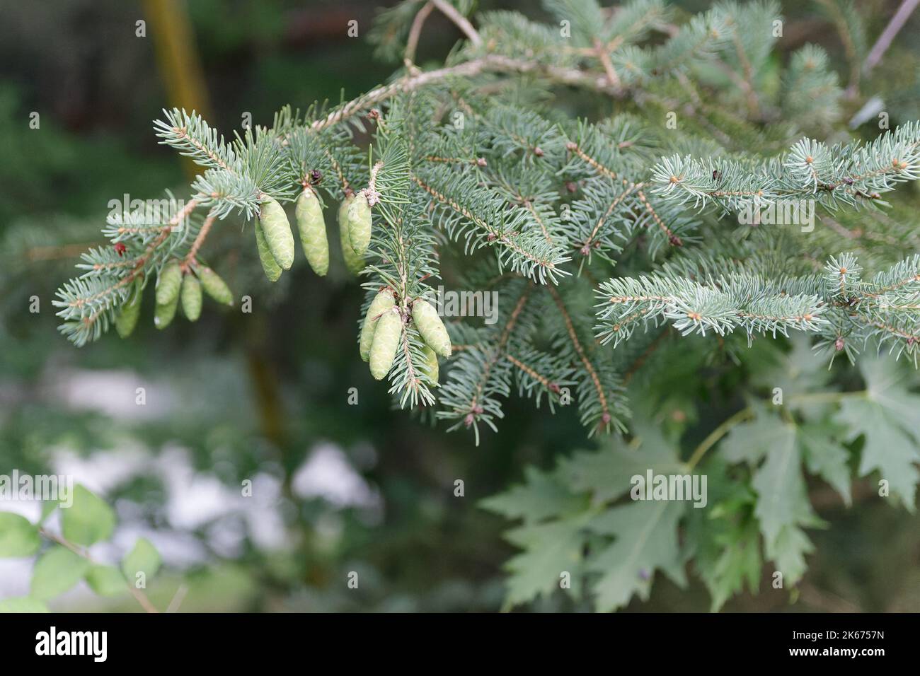 A closeup shot of pine tree branches with unripe pine cones hanging ...