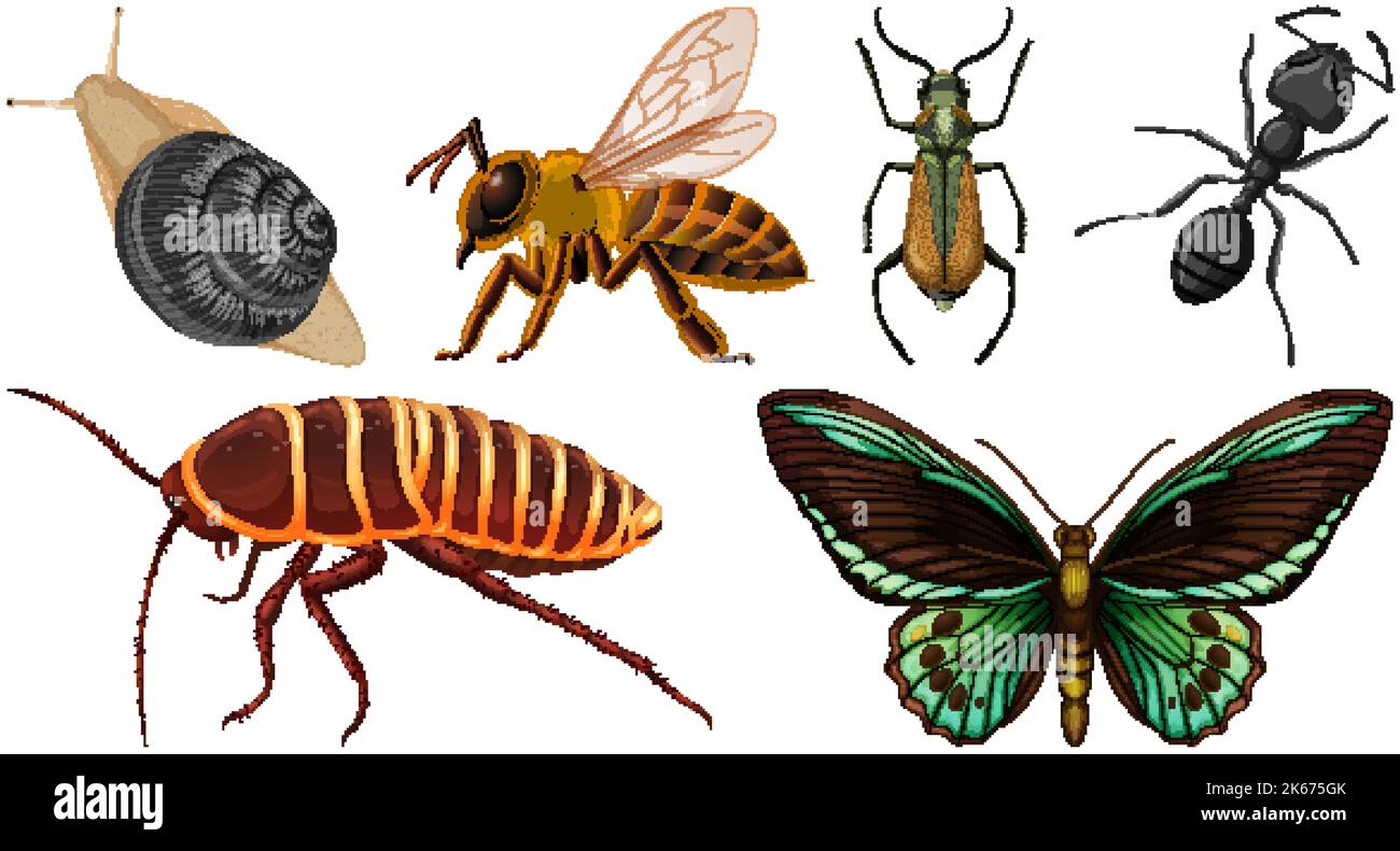 Set of different kinds of insects illustration Stock Vector Image & Art