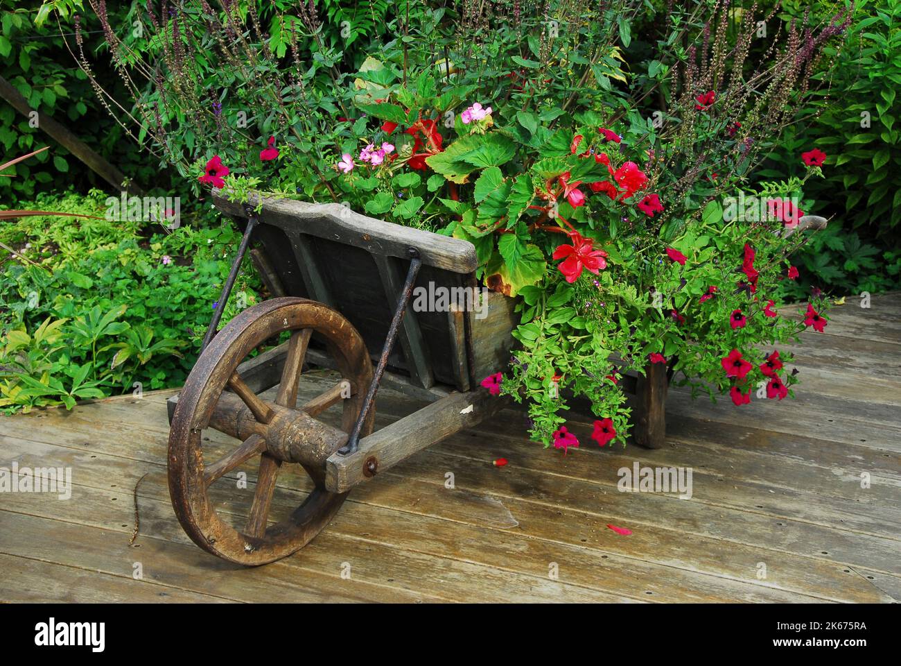 Plants annual flowers hi-res stock photography and images - Alamy