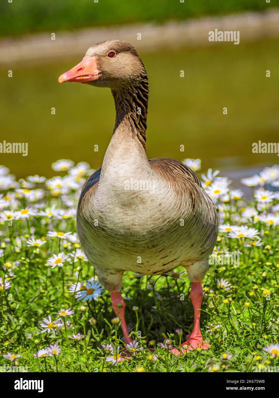 CONCEPT ANIMALS : WILD GOOSE Stock Photo - Alamy