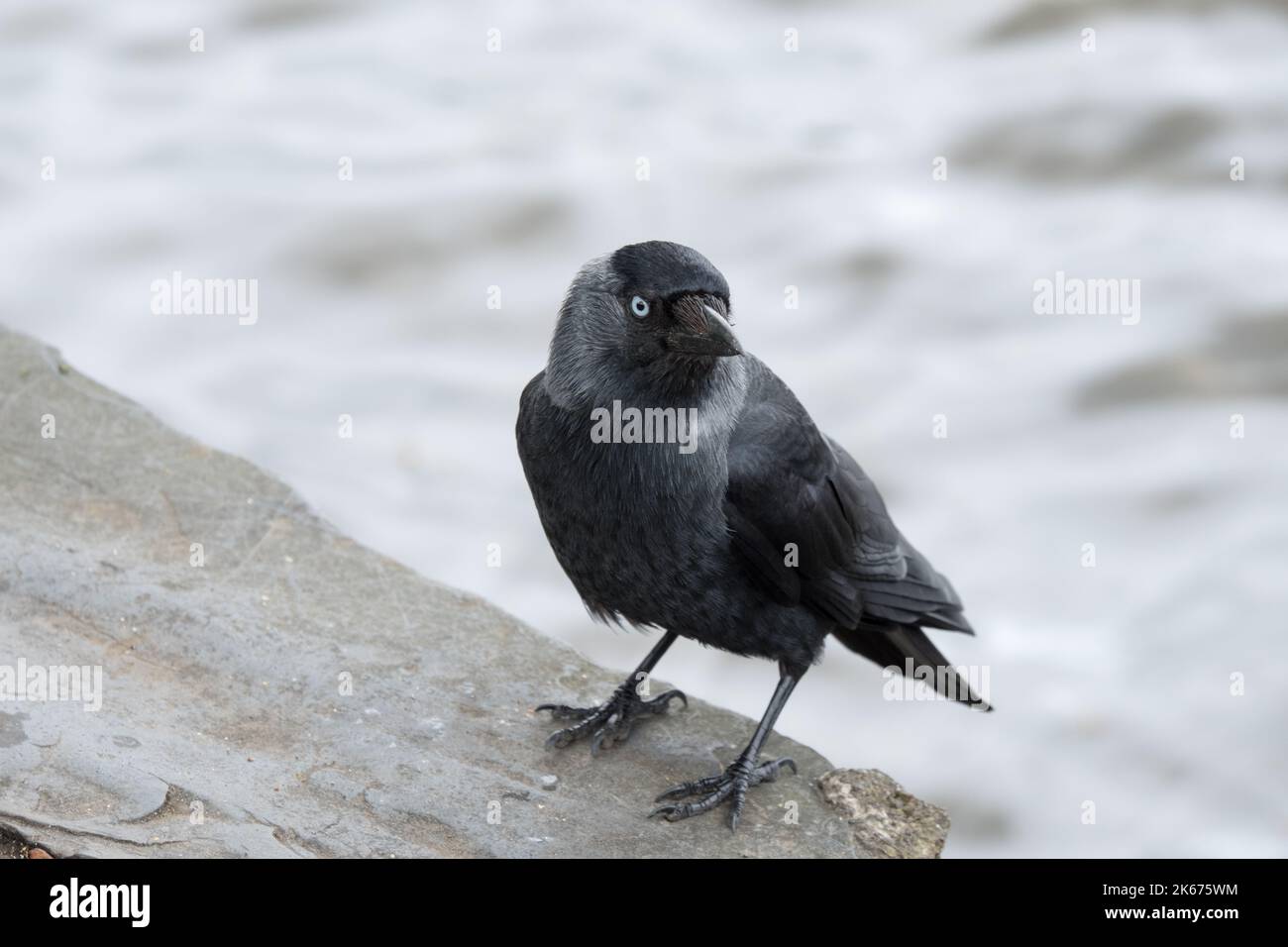Jackdaw at the water's edge Stock Photo