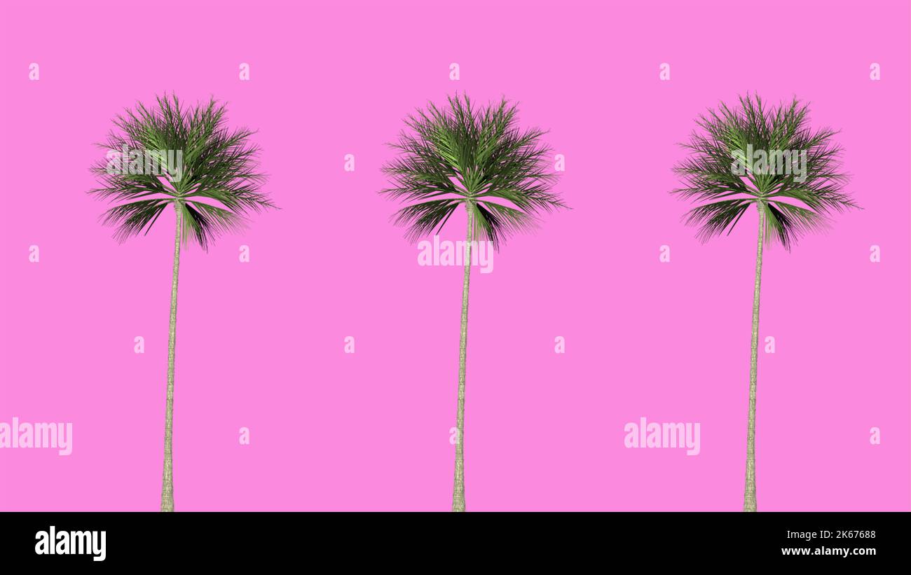 Three palm trees isolated against a pink background Stock Photo