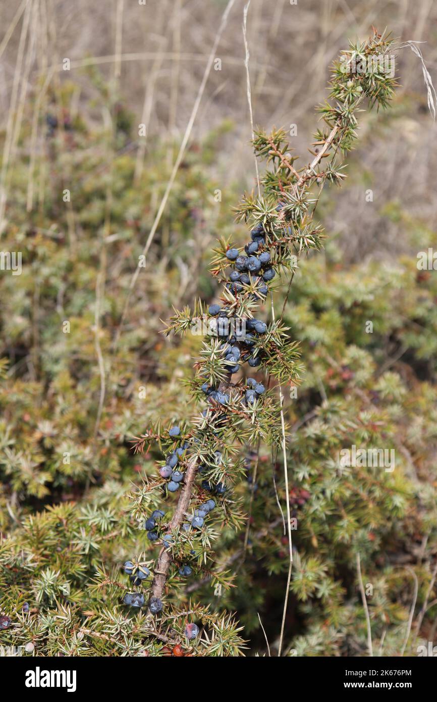 wilder Wacholder - Strauch mit reifen Beeren im Oktober auf einer Trockenebene Stock Photo