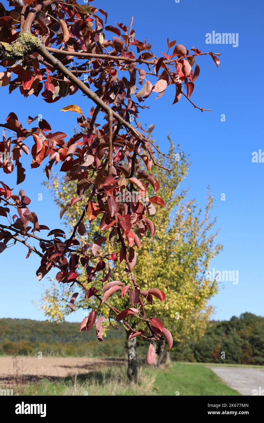 Stimmungsbild Herbst Oktober im Vordergrund ein Ast mit roten bunten Blättern im Hintergrund ein Baum mit noch grünen Blättern Himmel strahlend blau Stock Photo